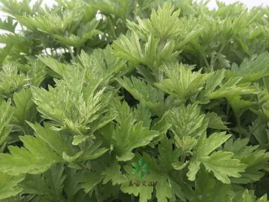 艾叶哪里生产的好,湖北的艾草哪里的最好-第3张图片-厨房小当家 艾叶哪里生产的好,湖北的艾草哪里的最好-第3张图片-厨房小当家