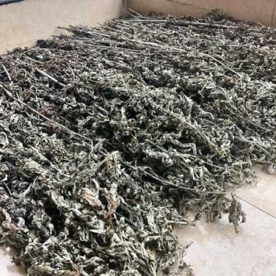 艾叶哪里生产的好,湖北的艾草哪里的最好-第2张图片-厨房小当家 艾叶哪里生产的好,湖北的艾草哪里的最好-第2张图片-厨房小当家