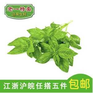 北京哪里有卖罗勒叶,罗勒叶在哪里能买到-第3张图片-厨房小当家 北京哪里有卖罗勒叶,罗勒叶在哪里能买到-第3张图片-厨房小当家