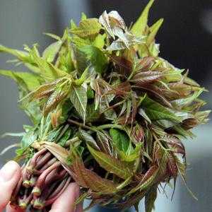 哪里的香椿最好吃最香,香椿哪里的好吃-第3张图片-厨房小当家