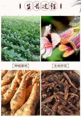 地黄哪里产的质量好,地黄哪里好哪个品牌好-第3张图片-厨房小当家 地黄哪里产的质量好,地黄哪里好哪个品牌好-第3张图片-厨房小当家
