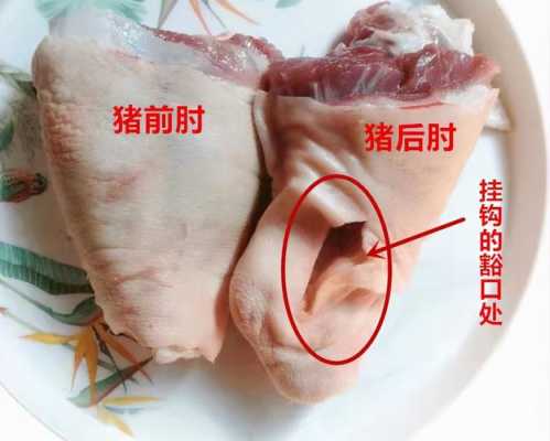 猪肘子是哪里(猪肘子是哪里的部位)-第1张图片-厨房小当家 猪肘子是哪里(猪肘子是哪里的部位)-第1张图片-厨房小当家