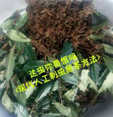 不象茶怎么样（与虫子相似的茶叶还挺便宜的叫什么茶来）-第2张图片-厨房小当家