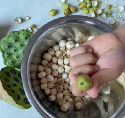 莲蓬怎么吃营养价值最高,莲蓬吃哪个部位-第3张图片-厨房小当家 莲蓬怎么吃营养价值最高,莲蓬吃哪个部位-第3张图片-厨房小当家