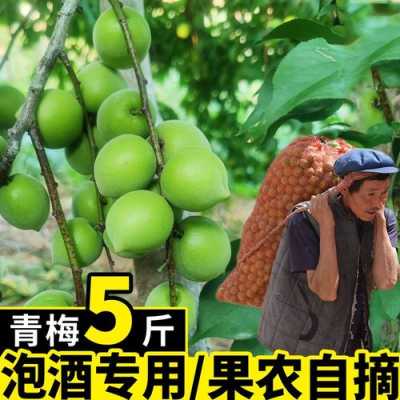 青梅 哪里好（青梅哪里好吃）-第3张图片-厨房小当家