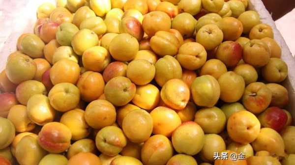 武威哪里的杏子好吃,哪里的杏子好吃又甜-第2张图片-厨房小当家 武威哪里的杏子好吃,哪里的杏子好吃又甜-第2张图片-厨房小当家
