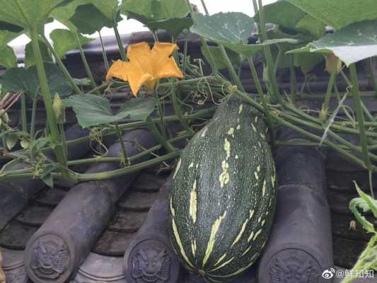 哪里有南瓜藤（哪里有南瓜藤卖啊）-第3张图片-厨房小当家