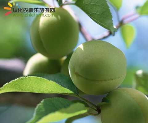 哪里的青梅品种最好,青梅哪里的好?-第3张图片-厨房小当家 哪里的青梅品种最好,青梅哪里的好?-第3张图片-厨房小当家