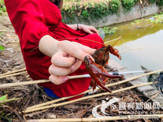 四川钓龙虾最好的季节,四川有没有龙虾-第2张图片-厨房小当家 四川钓龙虾最好的季节,四川有没有龙虾-第2张图片-厨房小当家