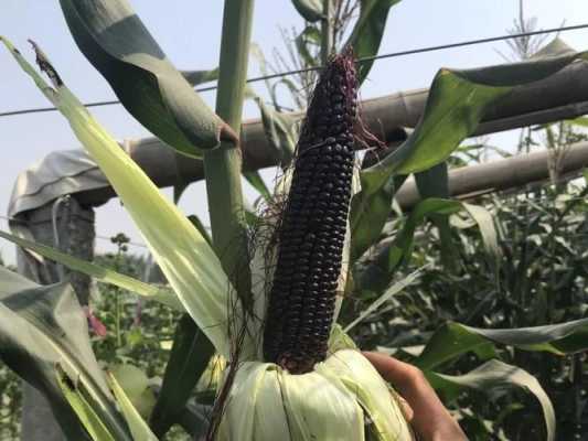 哪里有黑玉米(黑龙江哪里种植黑玉米)-第2张图片-厨房小当家 哪里有黑玉米(黑龙江哪里种植黑玉米)-第2张图片-厨房小当家