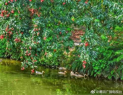 福建哪里有荔枝(福建哪里有荔枝采摘园)-第3张图片-厨房小当家 福建哪里有荔枝(福建哪里有荔枝采摘园)-第3张图片-厨房小当家