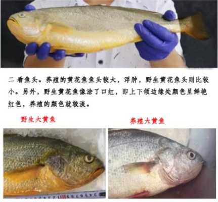 黄花鱼和黄鱼的区别哪个更好吃,哪里的黄鱼好吃又便宜-第2张图片-厨房小当家 黄花鱼和黄鱼的区别哪个更好吃,哪里的黄鱼好吃又便宜-第2张图片-厨房小当家