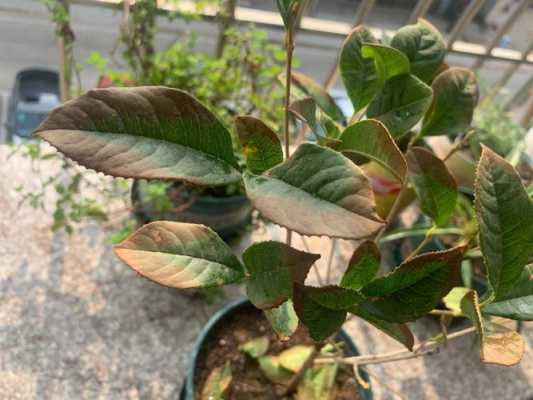 买回来的桂花树叶子干了怎么办,桂花干哪里有卖的-第1张图片-厨房小当家 买回来的桂花树叶子干了怎么办,桂花干哪里有卖的-第1张图片-厨房小当家
