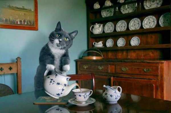 猫茶加盟怎么样(猫喝茶会怎样)-第2张图片-厨房小当家 猫茶加盟怎么样(猫喝茶会怎样)-第2张图片-厨房小当家
