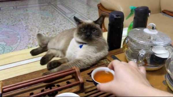 猫茶加盟怎么样(猫喝茶会怎样)-第3张图片-厨房小当家 猫茶加盟怎么样(猫喝茶会怎样)-第3张图片-厨房小当家