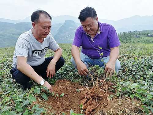 何首乌种植基地哪个最好,首乌哪里的好吃-第1张图片-厨房小当家 何首乌种植基地哪个最好,首乌哪里的好吃-第1张图片-厨房小当家