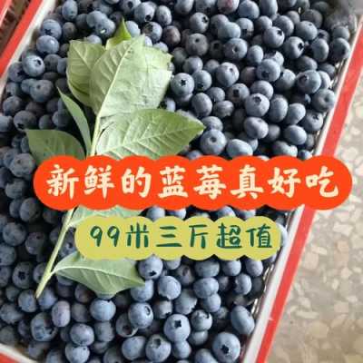 哪里的蓝莓好吃(蓝莓好吃的品种排名)-第2张图片-厨房小当家 哪里的蓝莓好吃(蓝莓好吃的品种排名)-第2张图片-厨房小当家