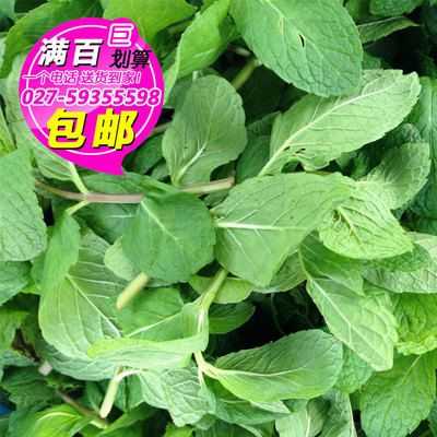 哪里有新鲜的薄荷叶卖,鲜薄荷哪里可以买到-第2张图片-厨房小当家 哪里有新鲜的薄荷叶卖,鲜薄荷哪里可以买到-第2张图片-厨房小当家
