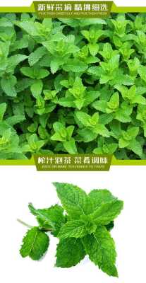哪里有新鲜的薄荷叶卖,鲜薄荷哪里可以买到-第3张图片-厨房小当家 哪里有新鲜的薄荷叶卖,鲜薄荷哪里可以买到-第3张图片-厨房小当家