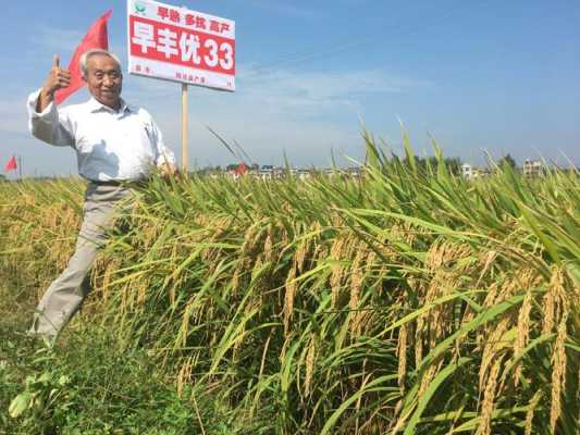 江苏三十三怎么样(镇稻33品种介绍)-第1张图片-厨房小当家 江苏三十三怎么样(镇稻33品种介绍)-第1张图片-厨房小当家