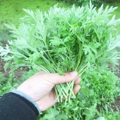 哪里有新鲜的艾叶(哪里有新鲜的艾叶卖啊)-第1张图片-厨房小当家 哪里有新鲜的艾叶(哪里有新鲜的艾叶卖啊)-第1张图片-厨房小当家
