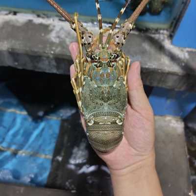 青龙虾 哪里的(火焰龙虾产自哪里)-第1张图片-厨房小当家 青龙虾 哪里的(火焰龙虾产自哪里)-第1张图片-厨房小当家
