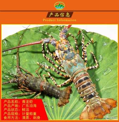 青龙虾 哪里的(火焰龙虾产自哪里)-第2张图片-厨房小当家 青龙虾 哪里的(火焰龙虾产自哪里)-第2张图片-厨房小当家