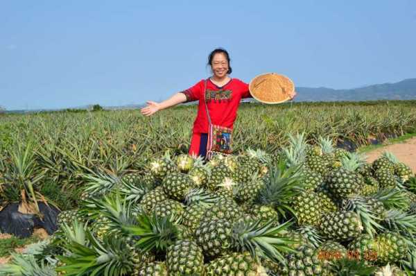 海南哪里有菠萝(海南哪里有菠萝蜜采摘基地)-第1张图片-厨房小当家 海南哪里有菠萝(海南哪里有菠萝蜜采摘基地)-第1张图片-厨房小当家