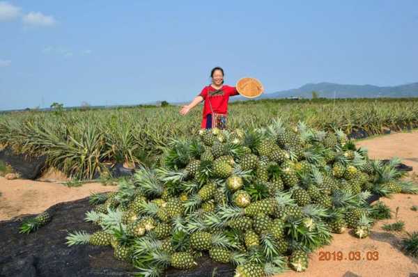 海南哪里有菠萝(海南哪里有菠萝蜜采摘基地)-第3张图片-厨房小当家 海南哪里有菠萝(海南哪里有菠萝蜜采摘基地)-第3张图片-厨房小当家