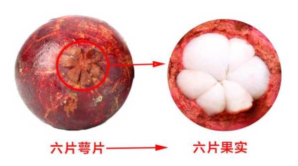 山竹哪里的好吃(岭南山竹和阿恰恰黄金山竹区别)-第2张图片-厨房小当家 山竹哪里的好吃(岭南山竹和阿恰恰黄金山竹区别)-第2张图片-厨房小当家