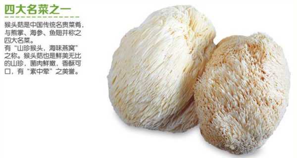 哪里的猴头菇好(哪里的猴头菇品质好)-第3张图片-厨房小当家 哪里的猴头菇好(哪里的猴头菇品质好)-第3张图片-厨房小当家