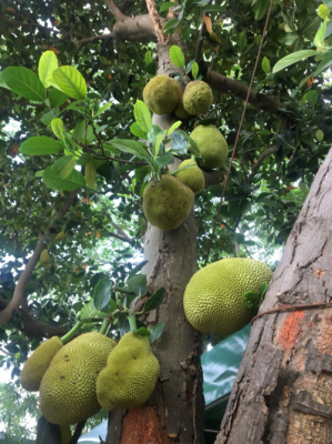 目菠萝蜜长哪里,菠萝蜜长在哪里的?-第2张图片-厨房小当家 目菠萝蜜长哪里,菠萝蜜长在哪里的?-第2张图片-厨房小当家