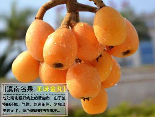 琵琶哪里好吃(哪里的枇杷最好吃最甜最便宜)-第2张图片-厨房小当家 琵琶哪里好吃(哪里的枇杷最好吃最甜最便宜)-第2张图片-厨房小当家