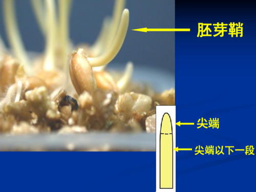 玉米胚芽鞘是哪里,玉米胚芽是哪里生产的-第2张图片-厨房小当家 玉米胚芽鞘是哪里,玉米胚芽是哪里生产的-第2张图片-厨房小当家