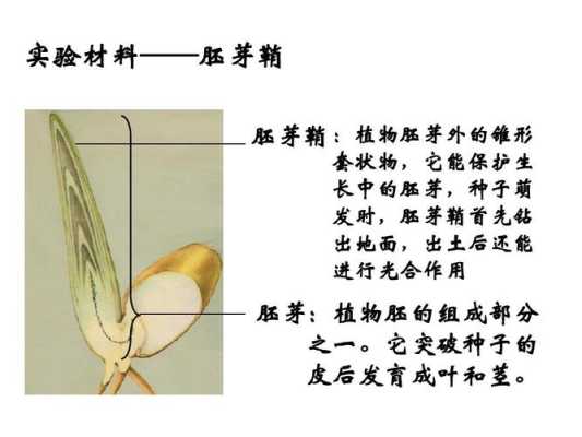 玉米胚芽鞘是哪里,玉米胚芽是哪里生产的-第3张图片-厨房小当家 玉米胚芽鞘是哪里,玉米胚芽是哪里生产的-第3张图片-厨房小当家