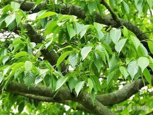 杜仲是哪里的好(杜仲是哪里的好品种)-第3张图片-厨房小当家 杜仲是哪里的好(杜仲是哪里的好品种)-第3张图片-厨房小当家