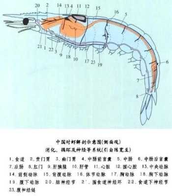 虾的肠子在哪里(虾的肚子上的那根线是什么?能不能吃)-第2张图片-厨房小当家 虾的肠子在哪里(虾的肚子上的那根线是什么?能不能吃)-第2张图片-厨房小当家