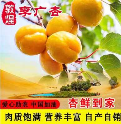 杏子是哪里的特产,杏是哪里的特产啊-第1张图片-厨房小当家