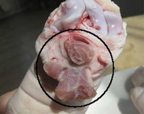 膀肉是哪里的肉(膀肉是哪个部位)-第3张图片-厨房小当家 膀肉是哪里的肉(膀肉是哪个部位)-第3张图片-厨房小当家