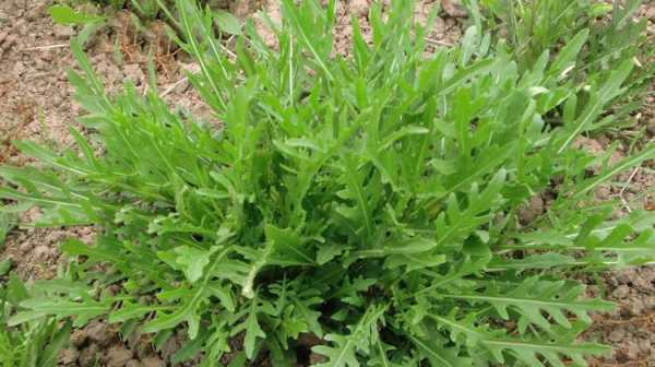 芝麻菜哪里有卖的(芝麻菜哪里有卖的啊)-第1张图片-厨房小当家 芝麻菜哪里有卖的(芝麻菜哪里有卖的啊)-第1张图片-厨房小当家