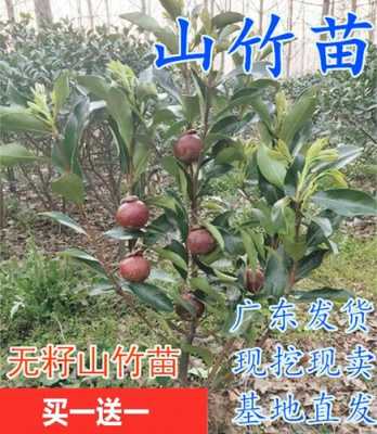 请问山竹长在树上还是藤蔓上,山竹是长在哪里的图片-第2张图片-厨房小当家 请问山竹长在树上还是藤蔓上,山竹是长在哪里的图片-第2张图片-厨房小当家