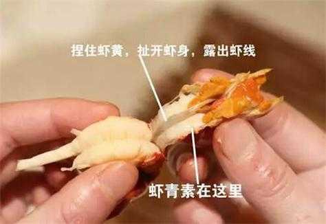 龙虾的虾线在哪里(小龙虾的虾线是什么)-第3张图片-厨房小当家 龙虾的虾线在哪里(小龙虾的虾线是什么)-第3张图片-厨房小当家