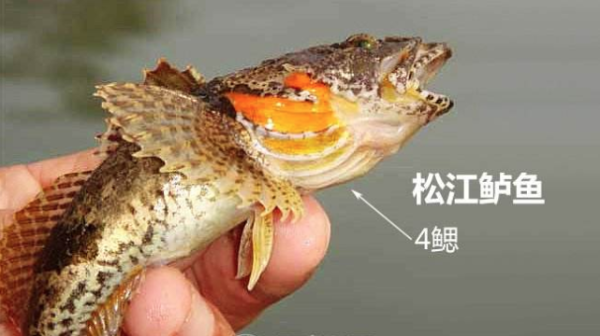 松江鲈鱼哪里(松江鲈鱼哪里能吃到)-第3张图片-厨房小当家 松江鲈鱼哪里(松江鲈鱼哪里能吃到)-第3张图片-厨房小当家