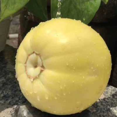 甜后品牌怎么样（甜宝和香野哪个甜）-第3张图片-厨房小当家