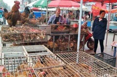 想在县城摆摊卖花椒鸡,收益如何,县城卖鸡怎么样赚钱-第3张图片-厨房小当家 想在县城摆摊卖花椒鸡,收益如何,县城卖鸡怎么样赚钱-第3张图片-厨房小当家