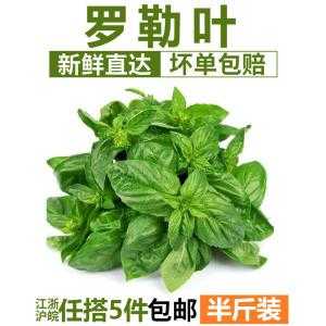 罗勒叶 哪里买(罗勒叶哪里买)-第1张图片-厨房小当家 罗勒叶 哪里买(罗勒叶哪里买)-第1张图片-厨房小当家