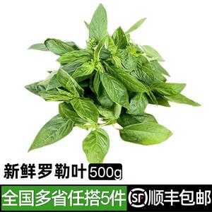 罗勒叶 哪里买(罗勒叶哪里买)-第2张图片-厨房小当家 罗勒叶 哪里买(罗勒叶哪里买)-第2张图片-厨房小当家