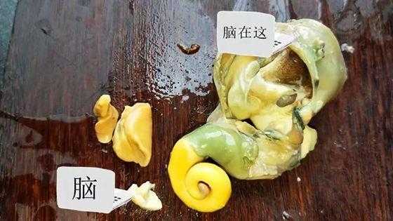 海螺须是海螺什么部位,海螺的头在哪个地方-第3张图片-厨房小当家