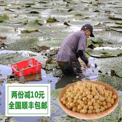 哪里的芡实的好(哪里的芡实的好吃又便宜)-第2张图片-厨房小当家 哪里的芡实的好(哪里的芡实的好吃又便宜)-第2张图片-厨房小当家