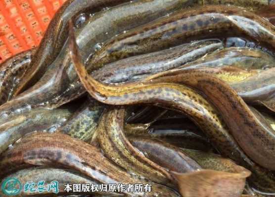 家里吃不完的泥鳅怎么养,鱼鳅哪里有卖的啊-第1张图片-厨房小当家 家里吃不完的泥鳅怎么养,鱼鳅哪里有卖的啊-第1张图片-厨房小当家